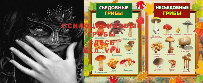 Галлюциногенные грибы Psilocybe Алупка